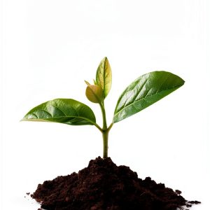 Sustainable Business Guide Kindle Edition by Lioncrest Publishing –-0